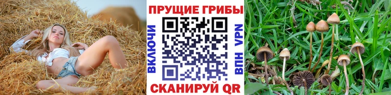 ссылка на мегу как войти  купить  сайты  Полевской  Галлюциногенные грибы прущие грибы 